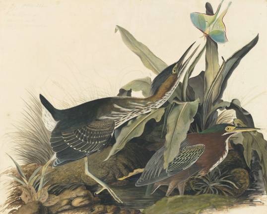 John James Audubon, Green Heron (Butorides virescens), ca. 1821-22. New-York Historical Society
