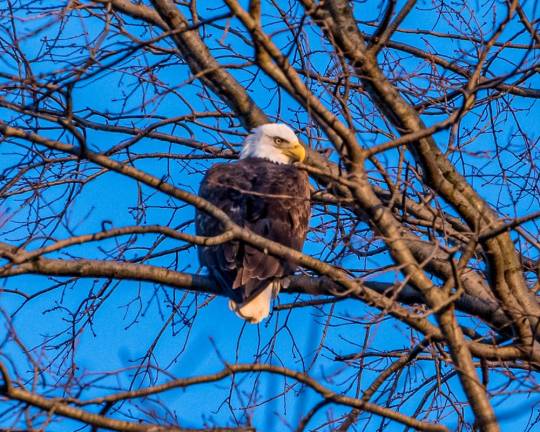 The bald eagle in Riverside Park.