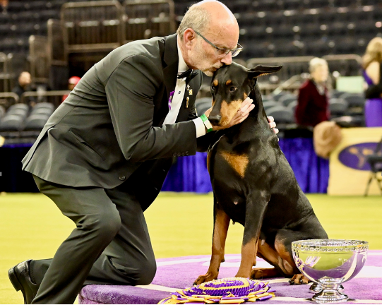 Winner of Best in Show: “Penny” the <a rel=nofollow href=https://www.akc.org/dog-breeds/doberman-pinscher/>Doberman Pinscher</a> was handled by Andy Linton, and is owned by Francis Sparagna, Diana Sparagna, Theresa Connors-Chan, and Gregory Chan.