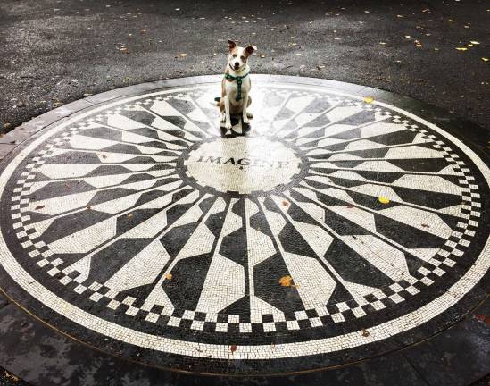 Tequila occupies the &quot;Imagine&quot; mosaic in the middle of Strawberry Fields. Courtesy of the the Central Park Conservancy