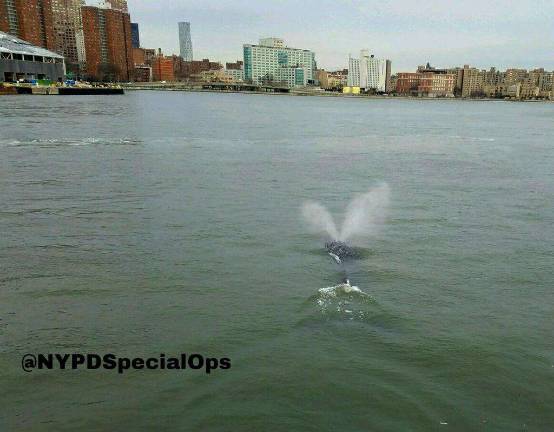The whale spotted in the East River on New Year's Eve. Photo: New York Police Department.