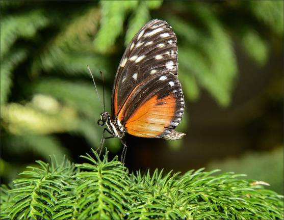 Photo: R. Mickens/© AMNH