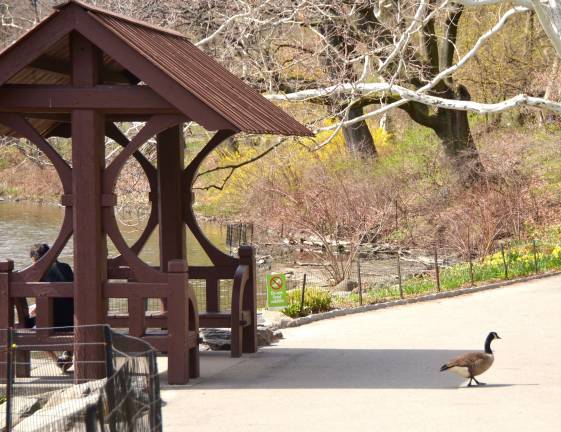 Central Park