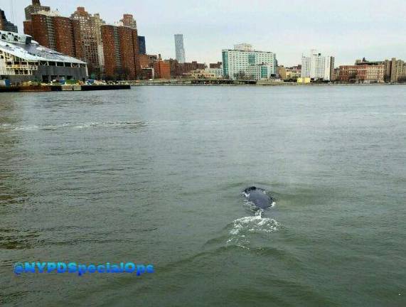 The whale swimming along the East River shore on New Year's Eve. Photo: New York Police Department.