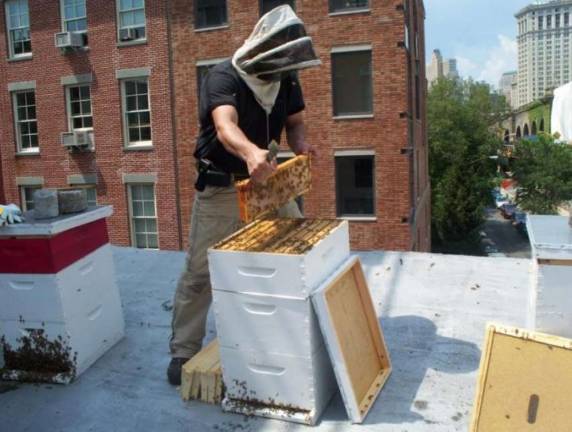 All abuzz on a city rooftop. Photo courtesy of AndrewsHoney.com