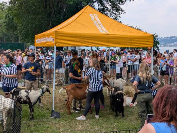 Festivities from the “Great Goat Graze-Off” in 2025, during which Mallomar won the championship title.