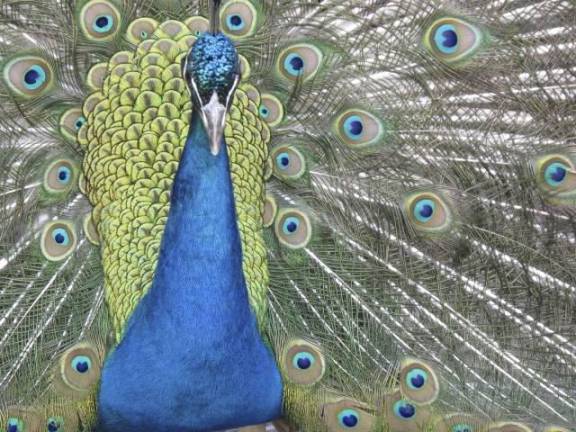 Peacocks have been kept on the grounds of the St. John the Devine in Morningside Heights since 1973, now three of them are heading to Salem, NY to an animal sanctuary. Photo: St. John the Devine