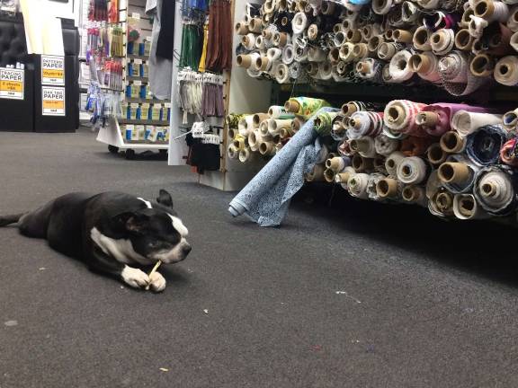 Swatch the celebrity dog chews on a bone in the middle of an aisle at Mood Fabrics. Designers and the store's employees step over him to find what they need. Photo: Lily Haight