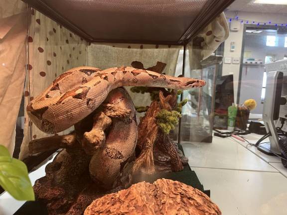 The five-foot-long boa constrictor found in the Upper West Side home. Dubbed Severus, the snake has been placed with a foster guardian outside of NYC.