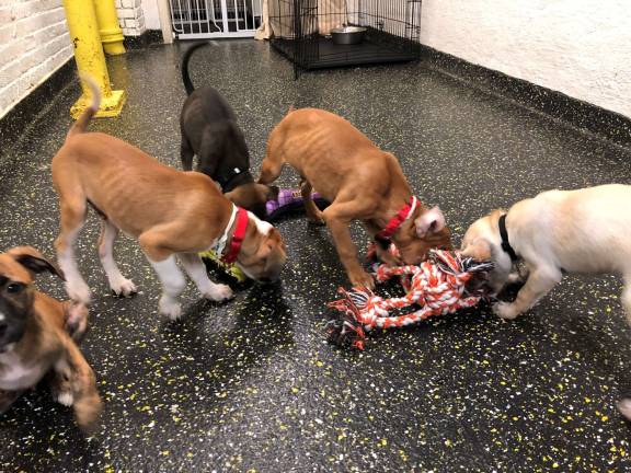 Puppies tussle for a knitted toy at Camp Canine on the Upper West Side. Photo: Ashad Hajela