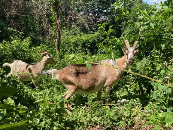 The goats made the trip to Riverside Park from Rhinebeck, NY. Photo courtesy of Riverside Park Conservancy