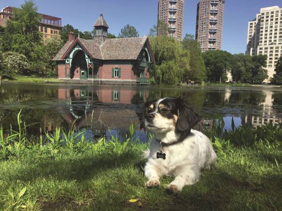 Sister Rosetta Tharpe (Rosie) relaxes on the Harlem Meer opposite the Charles A. Dana Discovery Center. Courtesy of the the Central Park Conservancy
