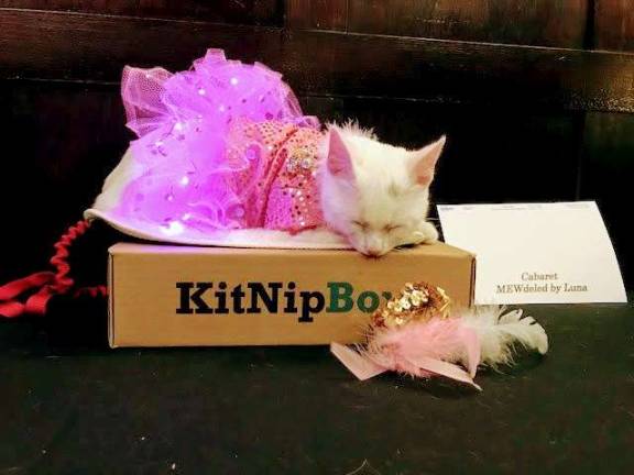 Luna takes a well-deserved catnap from cabaret at the Algonquin Cat's Annual Celebration. Photo: Charmaine P. Rice