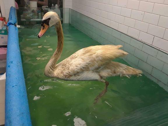 Kissena the swan has been treated for lead poisoning at The Wild Bird Fund and is expected to make a full recovery.&#160;Photo: Christina Cardona