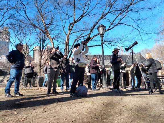 Birdwatchers are flocking to the area around Central Park’s Heckscher Park, where Flaco the Eurasian eagle owl seems to return to nightly after more than a week on the law since vandals cut through his mesh cage at the Central Park Zoo. Photo: Twitter #flacotheowl