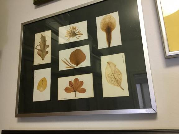 Pressed leaves and flowers. Photo courtesy of Dr. Arline Rubin