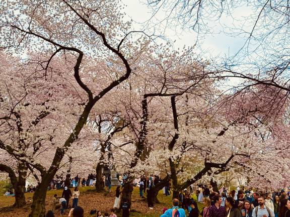 Crowds in NYC Central Park in awe of the Cherry Blossoms