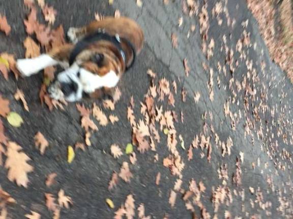 A dog hangs out near a canine hot spot&#x2014;the 105th Street Dog Run in Riverside Park