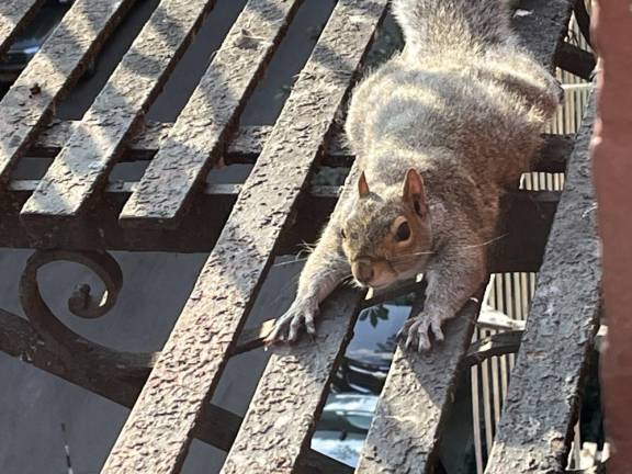 A squirrel sploots on the cool metal of Stuart Bowler’s fire escape in the East Village. Photo: Stuart Bowler