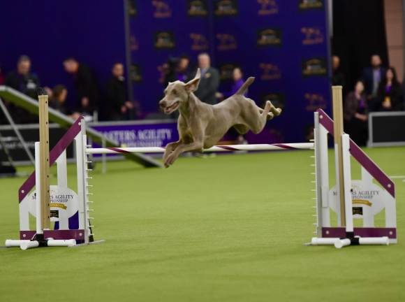 A focused competitor goes airborne over a hurdle at the 149th Westminster Kennel Club Dog Show.