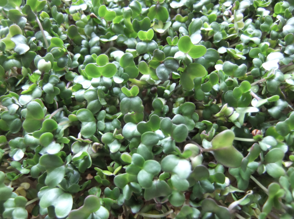 . . . two Johns Hopkins docs have recently explained that broccoli sprouts (five-day-old sprouts shown above) are an especially powerful source of cancer-fighting antioxidants.