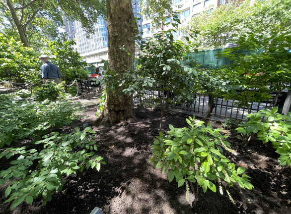 All the greenery found in Verdi Square can be attributed to volunteer work.
