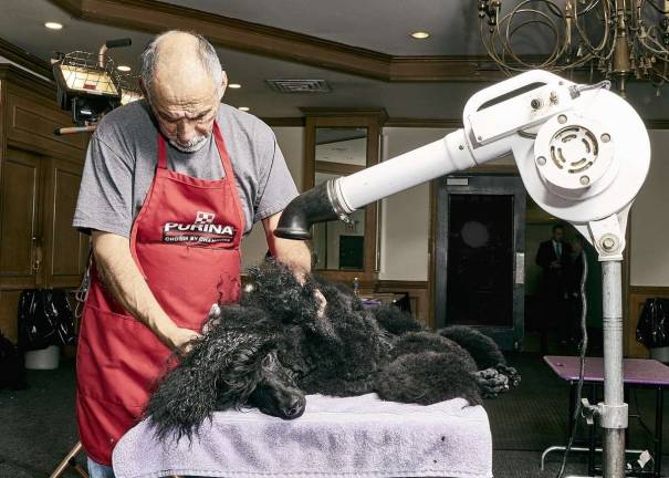 Hayden, a 20-month old standard Poodle, being groomed for his first Westminster Kennel Club Dog Show. Photo: Ryan Segedi