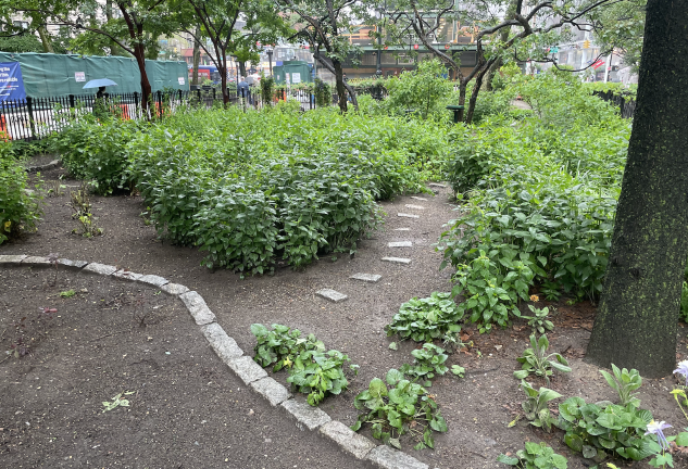 Facing away from Verdi Monument and facing 72nd Street Station, one can find more planting completed by Friends of Verdi Square volunteers.