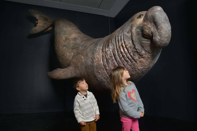 This life-size model (20 feet) is of the southern elephant seal (Mirounga leonina), which spends two months a year living on land in Antarctica and the rest of the year hunting for fish and squid in the frigid Southern Ocean. While hunting, the elephant seal can dive down nearly a mile and may not resurface to breathe for up to two hours. &#xa9; AMNH/D. Finnin