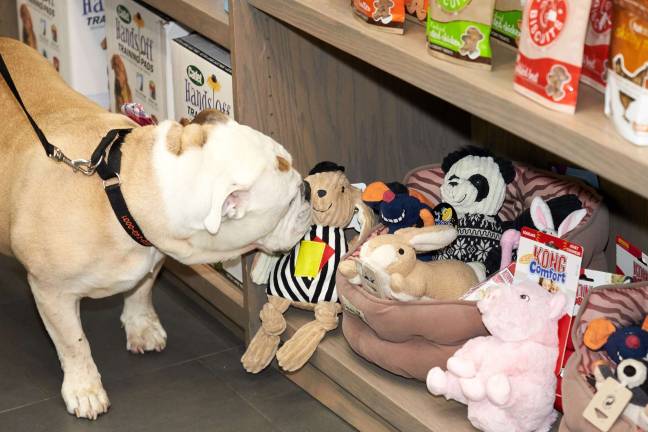 Toys and snacks. Photo courtesy of AKC Canine Retreat