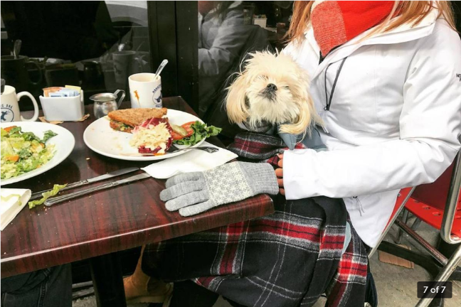 Barking Dog would be perfect for a Yappy Hour after a dog’s run at nearby Ruppert Park. While Cindy Adams’ Yorkie Jelly Bean - aka Jelly - has neither dined at Barking Dog nor run in Ruppert, Cindy wrote that doggie dining outside the restaurant’s ok so long as doggie has a human. Photo: barkingdognyc.com