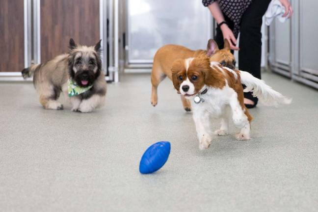 Playtime at day care. Photo courtesy of AKC Canine Retreat