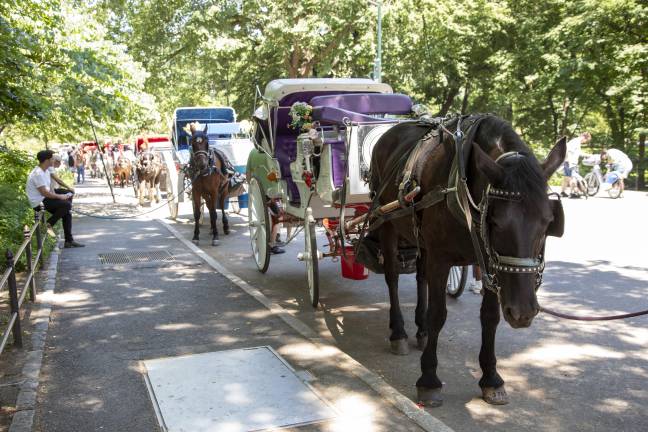 Currently, horses do not have a designated place to line up in the park.