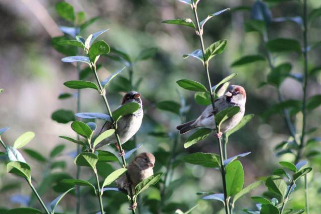 The annual count provides researchers with the data to better understand and preserve birds and their habitats. Photo: Meryl Phair