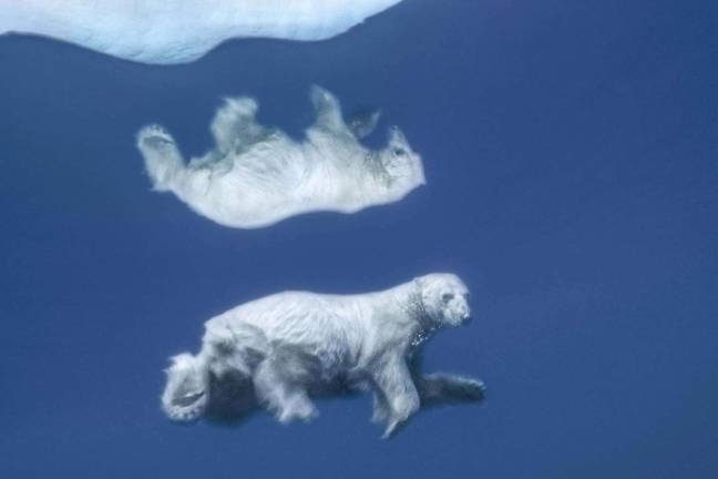 &#x201c;Polar Reflection.&#x201d; Its image mirrored in icy water, a polar bear swims submerged. Photo: Paul Nicklen