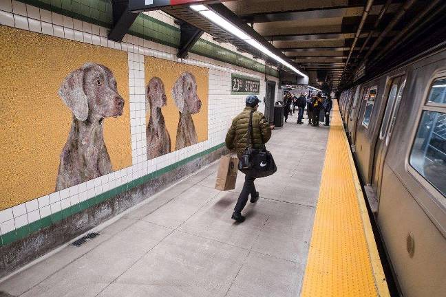 William Wegman's Weimaraner dogs, Flo and Topper, are new additions to the 23rd Street F and M train station that reopened in November after extensive renovations. Photo: Patrick J. Cashin/Metropolitan Transportation Authority