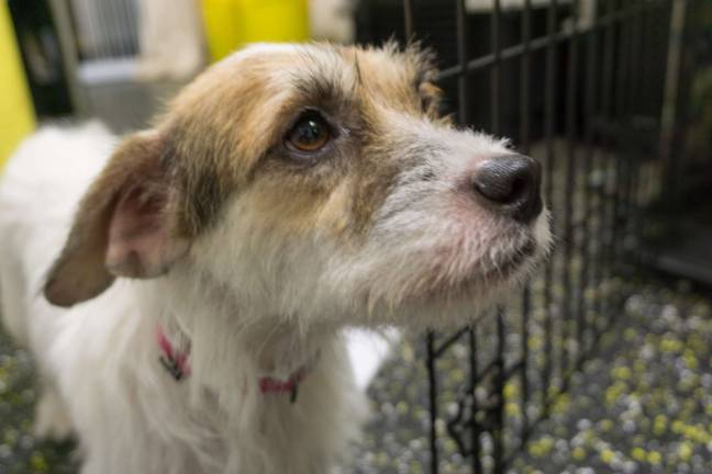 Lucy, a Puerto Rico rescue dog, is under the care of Camp Canine while she nurses her puppies. The Upper West Side center recently rescued dogs from a shelter they often partner with, El Faro de los Animales. Photo: Sophie Herbut