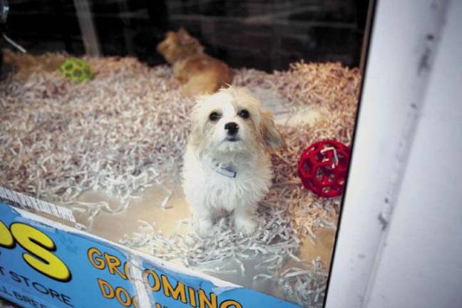 That Doggie In the Window