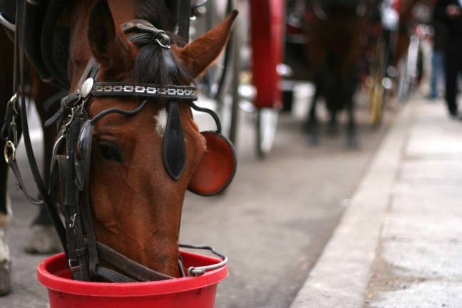 what we do - and don’t - know about the carriage horse deal news analysis
