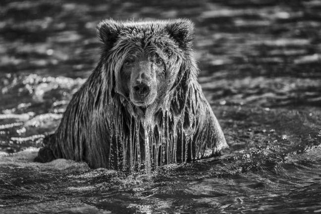 &#x201c;Majesty Surfacing.&#x201d; Photo: Paul Nicklen