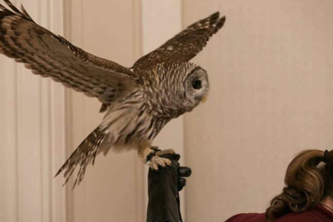 A barred owl from Tenafly Nature Center also attended the &quot;flocktail party.&quot; Photo: Nancy Adler Photography