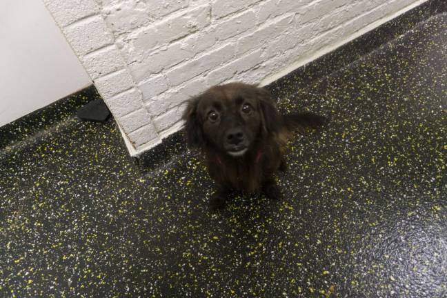 Noella is one of the quieter dogs in the group. The animals of El Faro were unharmed by the storm but El Faro was left in ruins. Camp Canine is planning fundraisers to help them rebuilt. Photoo: Sophie Herbut