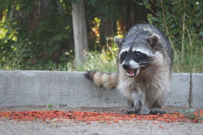 Park rangers have collected 85 sick or dead raccoons in Central Park since a first case of distemper was identified in late June. Photo: Christian Kaff, via Flickr