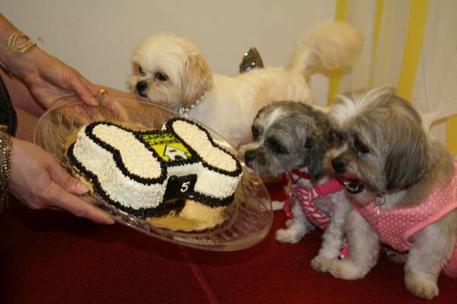 Ready for cake at Camp Canine's &quot;pawtee&quot; on April 28. The Upper West Side doggy daycare hosted to benefit Muddy Paws Rescue, a local no-kill shelter. Photo: Razi Syed
