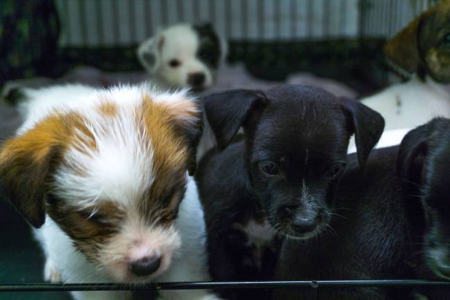 Lucy's puppies are about a month old. They will need to stay in Camp Canine's care for about a month before being put up for adoptioin. Photo: Sophie Herbut