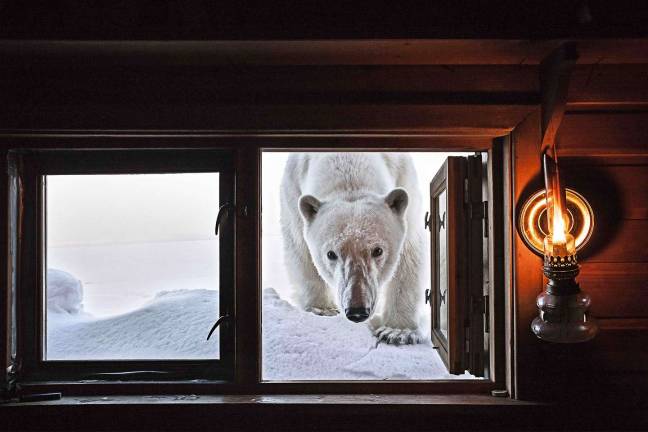 &#x201c;Face to Face.&#x201d; A polar bear peeks into a cabin in Svalbard, Norway. Photo: Paul Nicklen