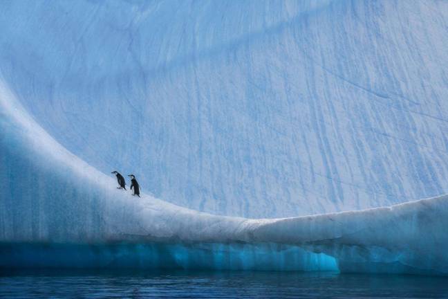 &#x201c;Home Ice Advantage.&#x201d; Juvenile chinstrap penguins on a large iceberg along the Antarctic Peninsula. Photo: Paul Nicklen