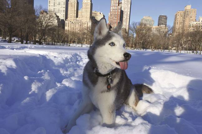 Cody digs in at an expanse believed to be the Sheep Meadow. Courtesy of the the Central Park Conservancy