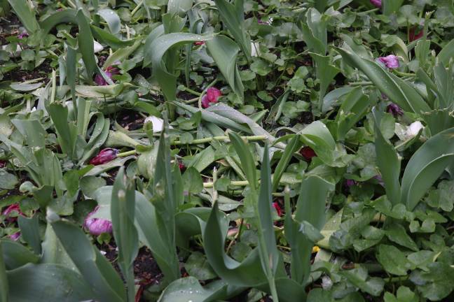 Some of the damage was visible in one flower bed, where several tulip heads remained scattered throughout the stems.