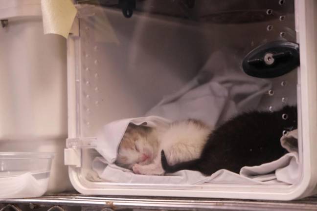 Newborn kittens who were found without their mother rest in an ACC incubator.